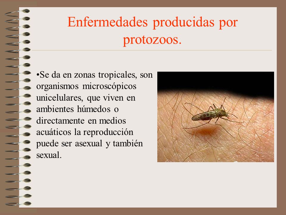 enfermedades producidas por los protozoos